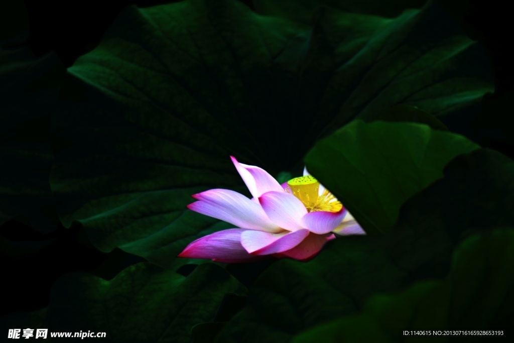 荷花