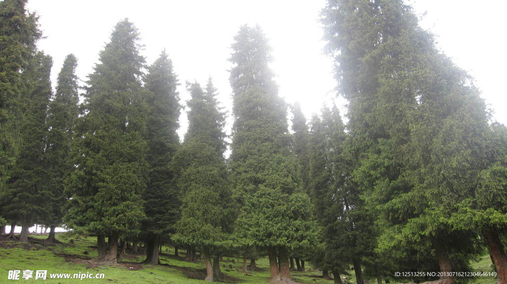 松树
