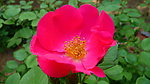 蔷薇花