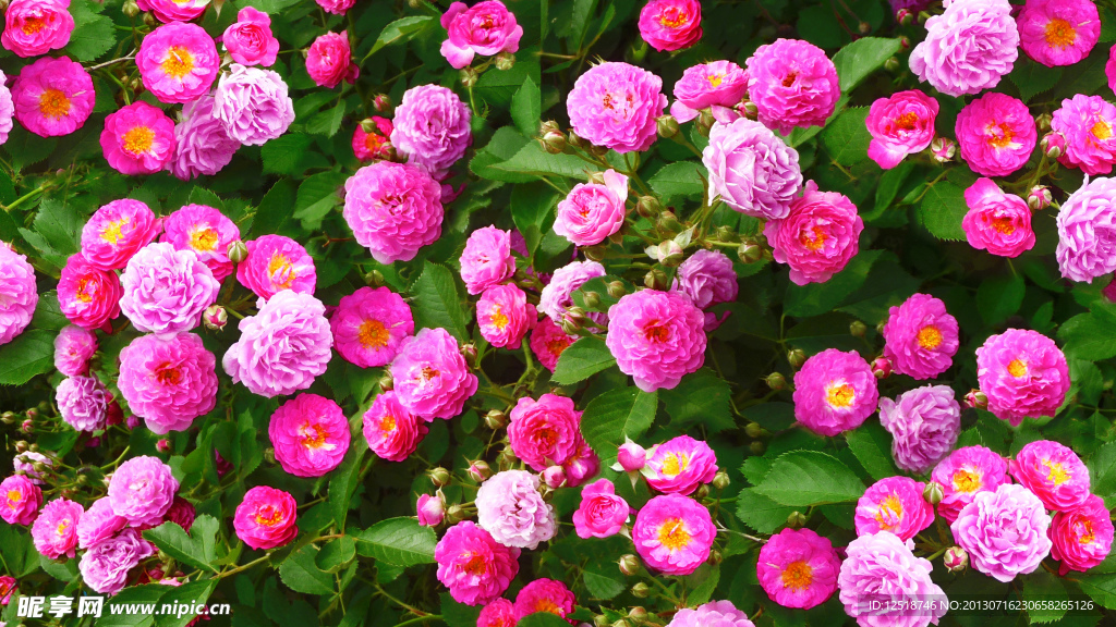蔷薇花