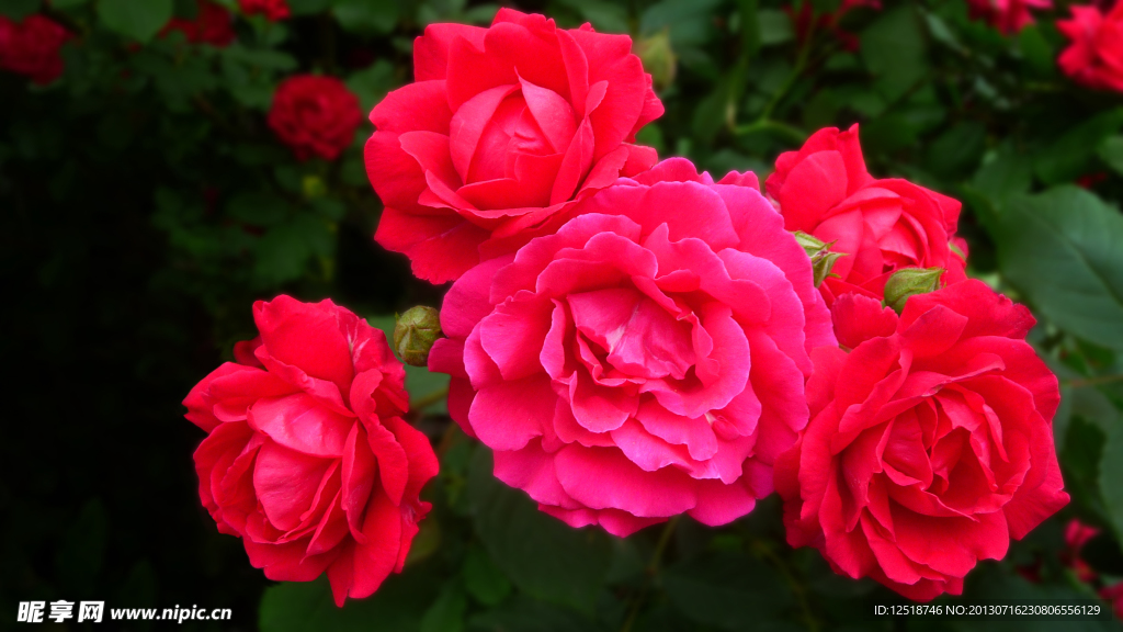 蔷薇花
