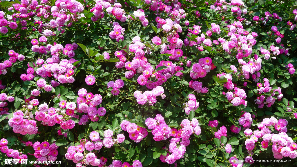 蔷薇花