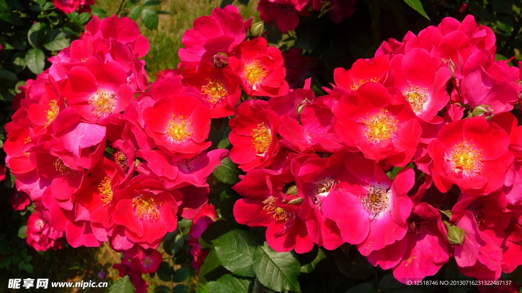蔷薇花