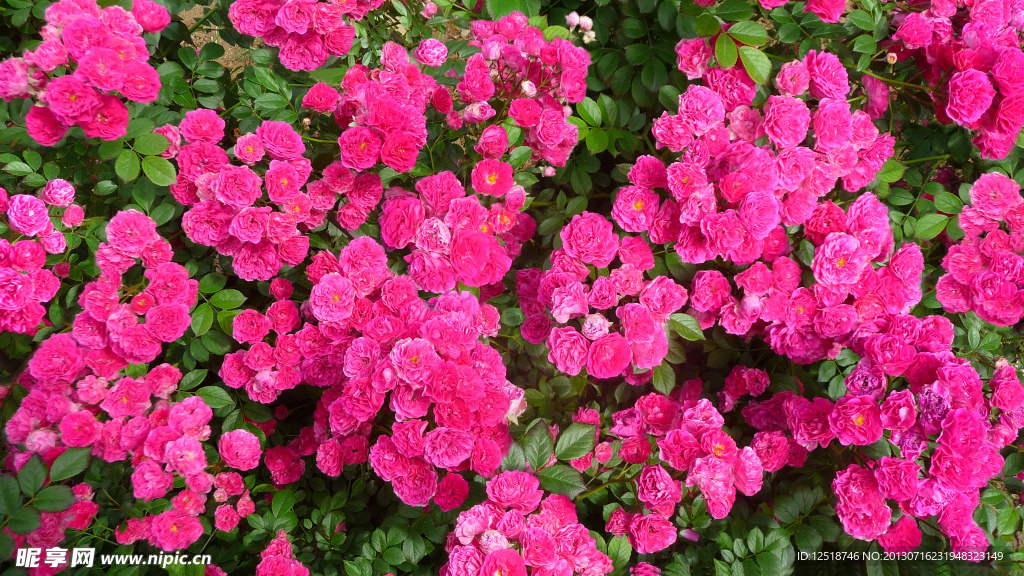 蔷薇花