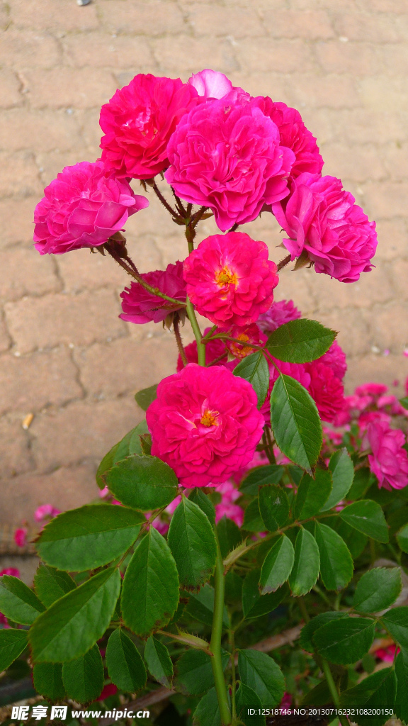 蔷薇花