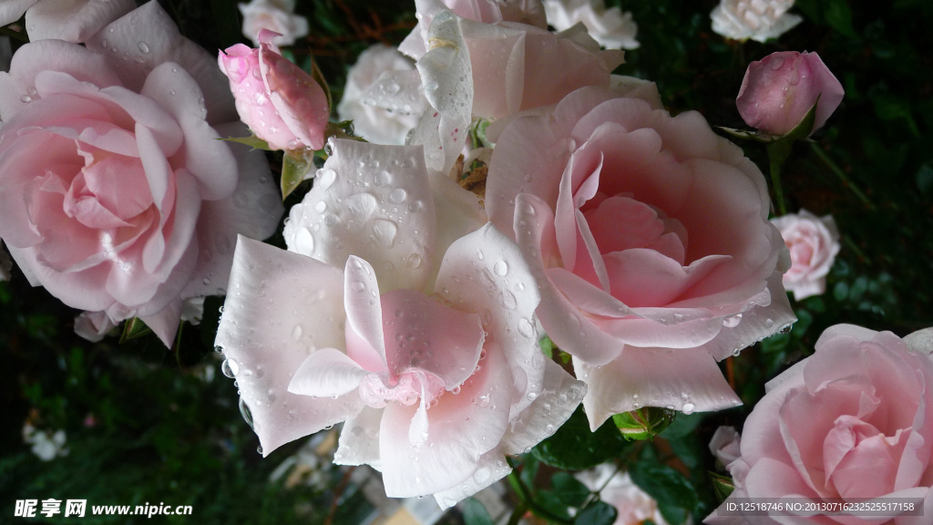 蔷薇花