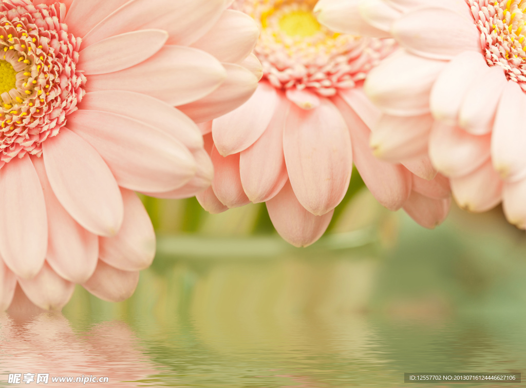 花朵设计
