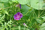 牵牛花