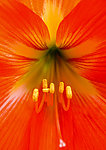 花芯