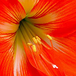 花芯