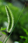 狗尾草