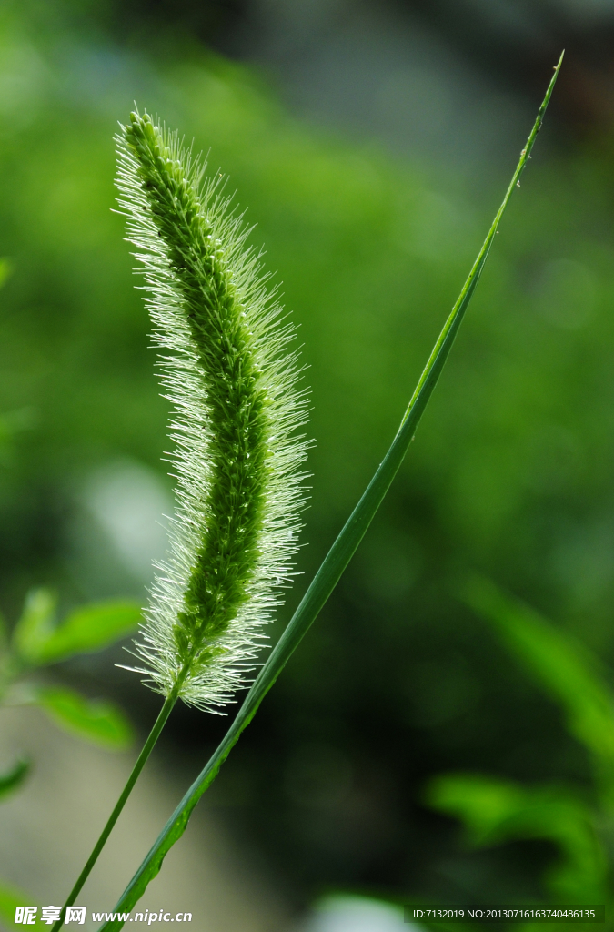 狗尾草