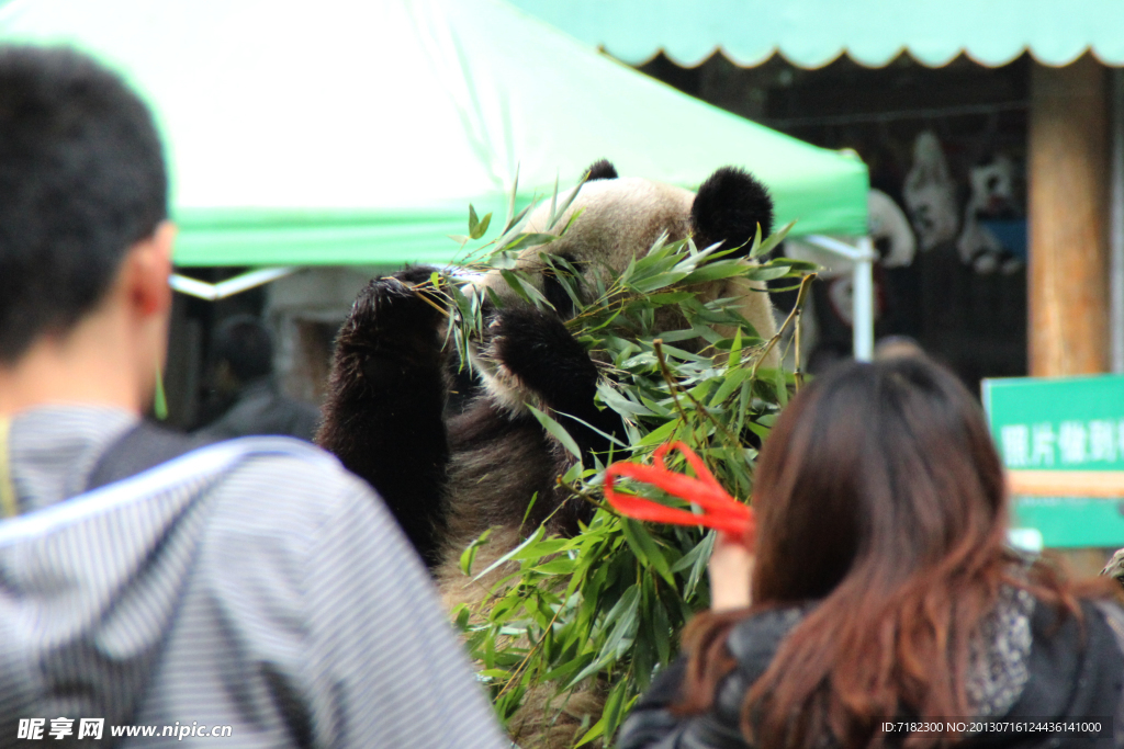 云南野生动物园大熊猫