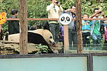 云南野生动物园 大熊