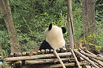 云南野生动物园大熊猫
