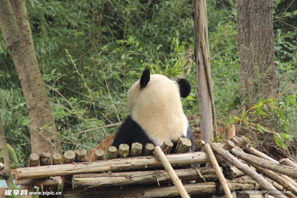 云南野生动物园大熊猫