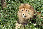 云南野生动物园狮子
