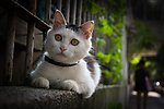 凝望中的猫咪