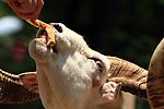 喂食
