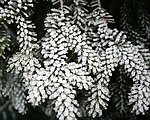 树挂