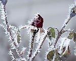 树挂
