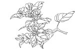 花卉白描