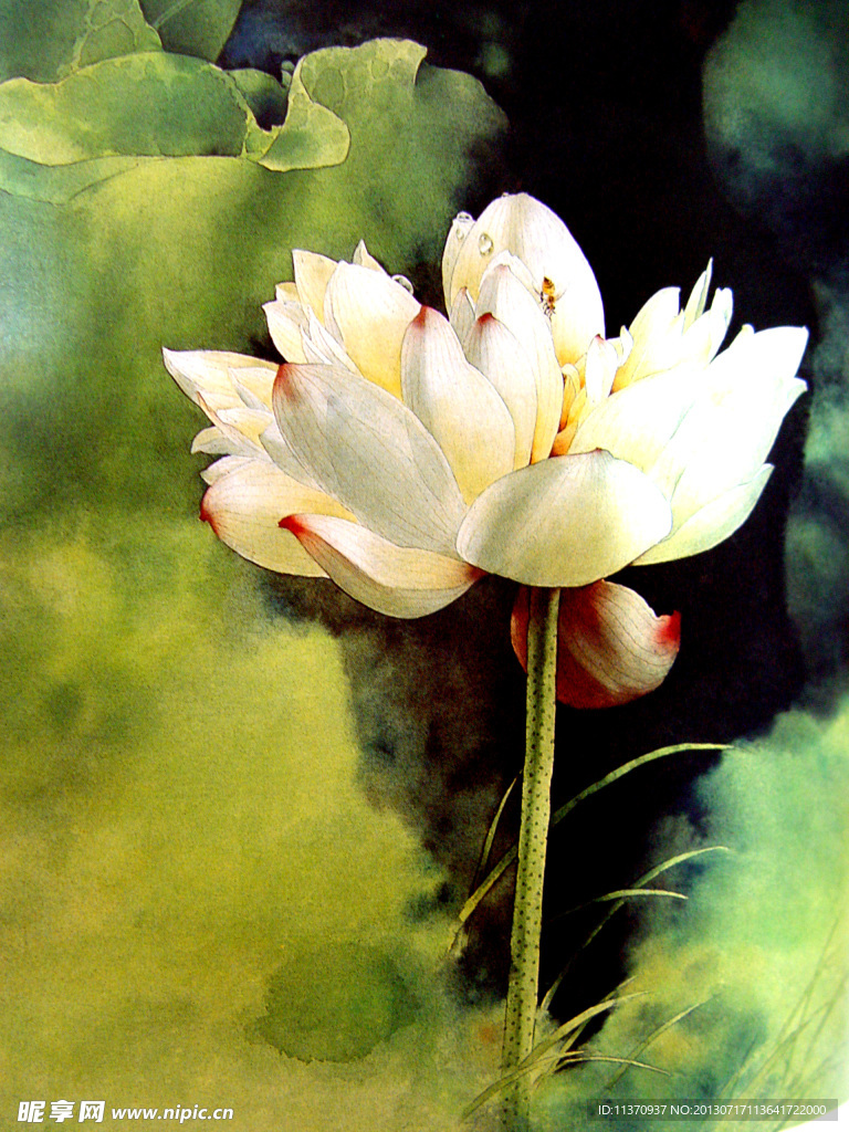 荷花