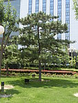 城市绿树