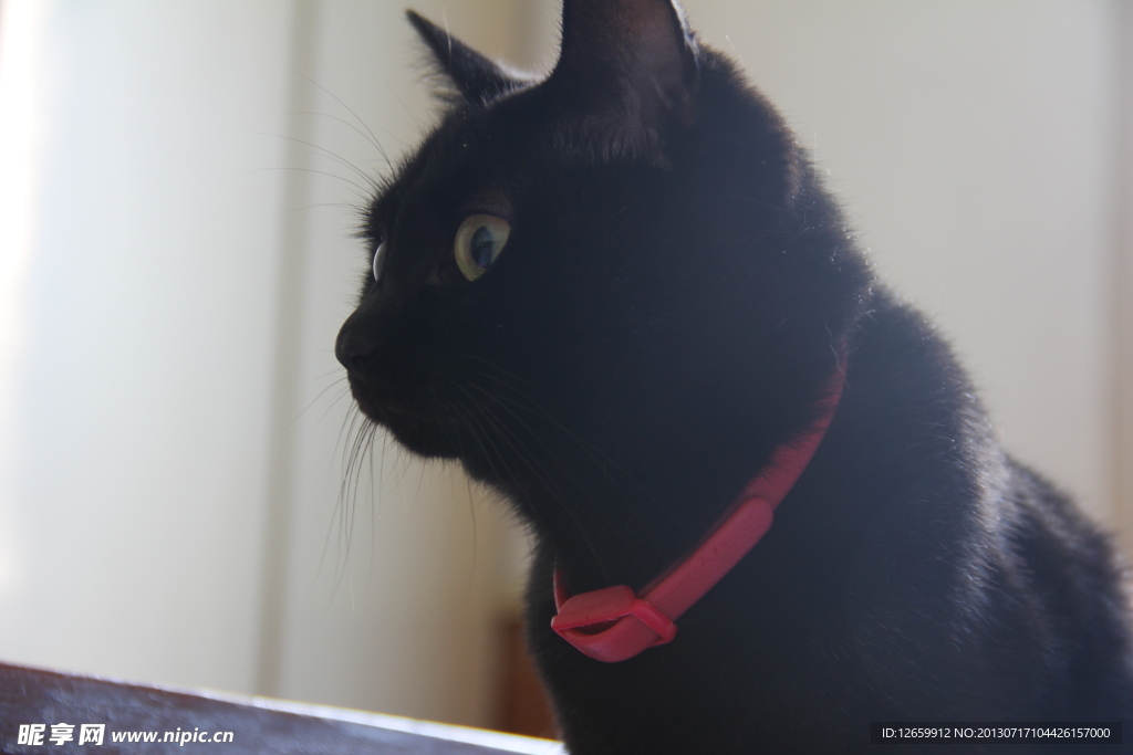 黑猫