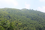 山上的树