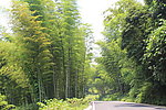 竹道