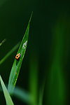 小草