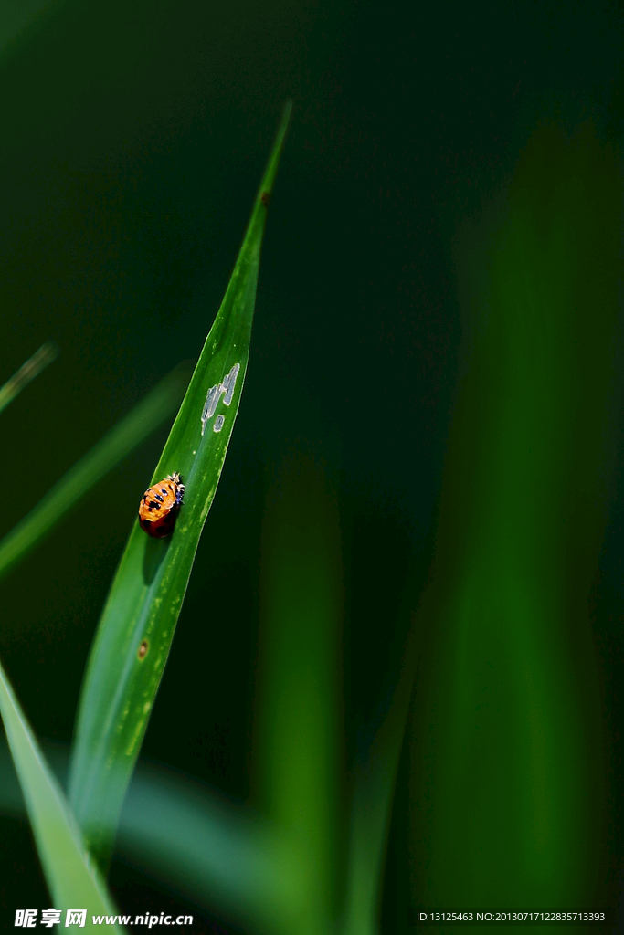 小草