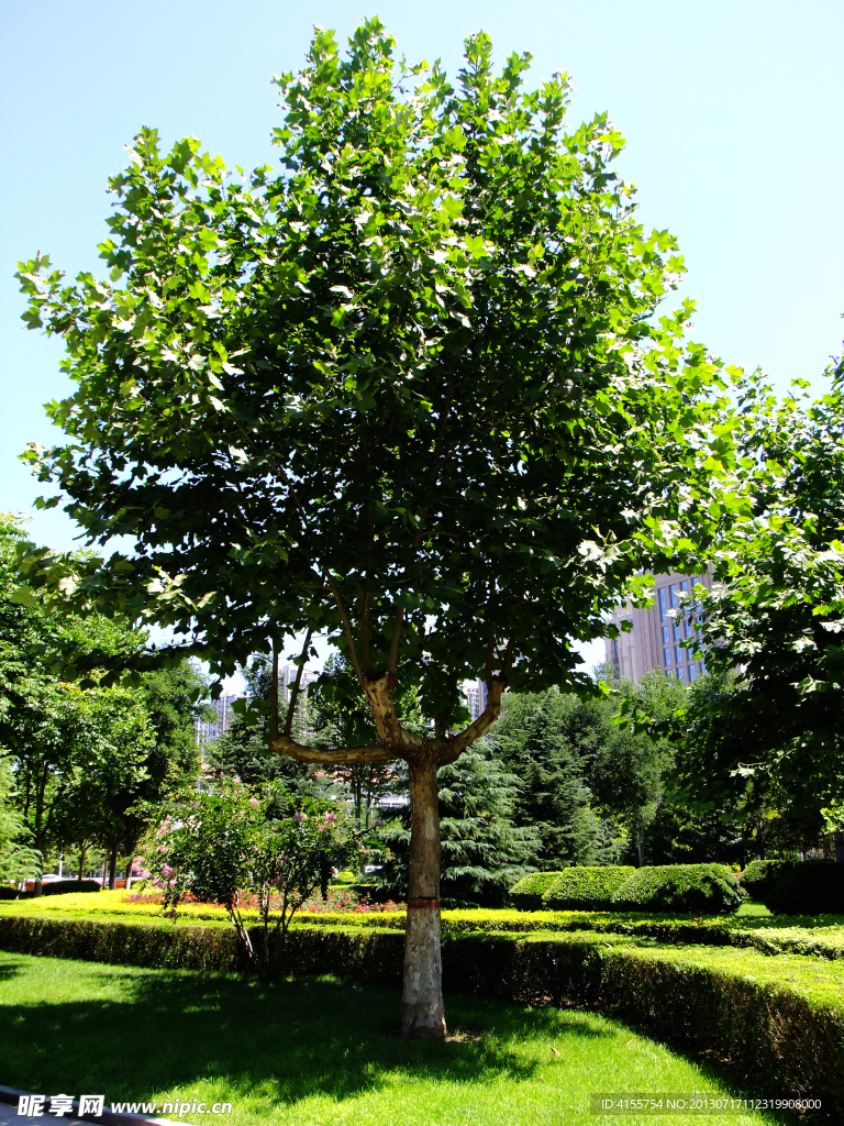 小树