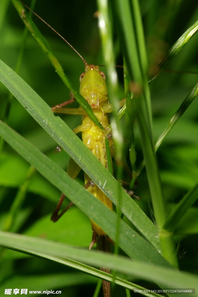 蝗虫