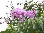 紫薇花