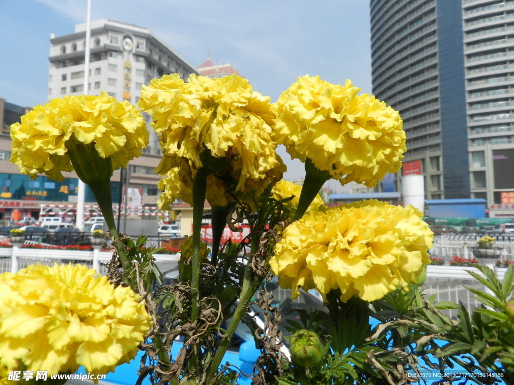 黄花