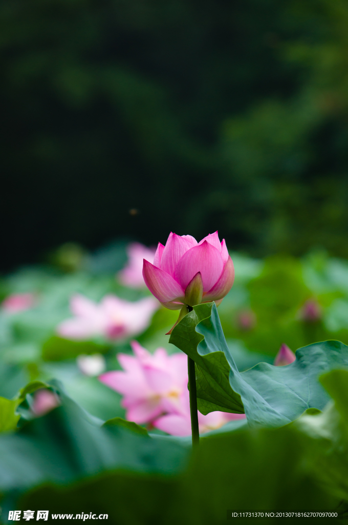 荷花