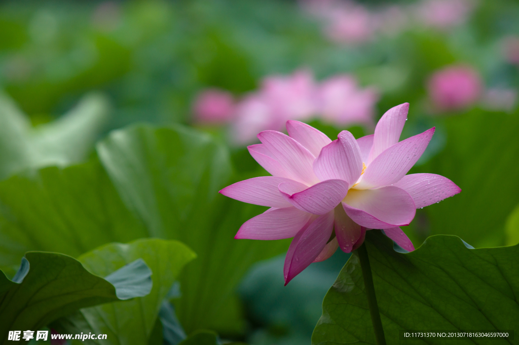 荷花