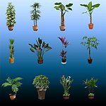 室内盆栽植物素材