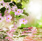 花卉背景