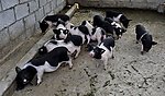 香猪