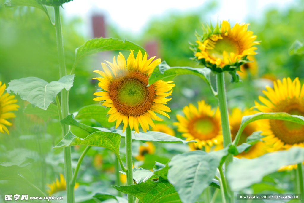 向日葵 葵花 蜜蜂