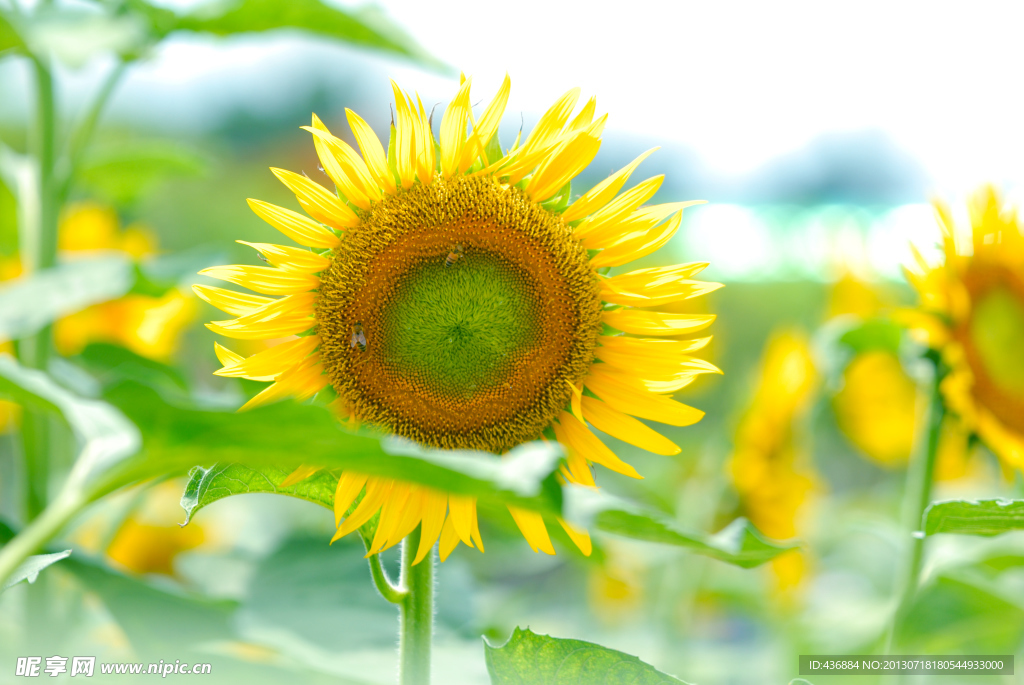 向日葵 葵花 蜜蜂