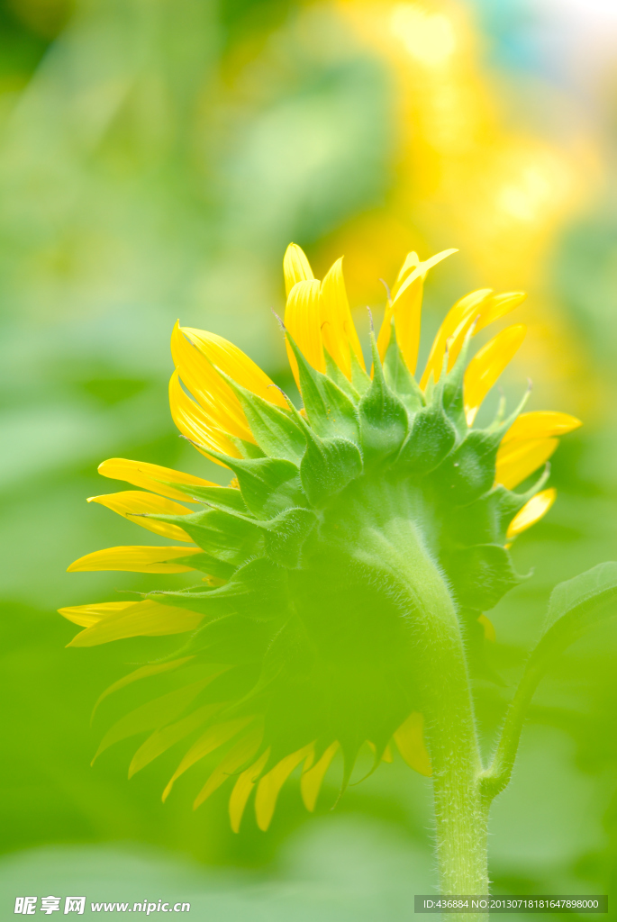 向日葵 葵花 蜜蜂