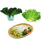 油菜 豆芽 苦菊