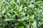 茶叶