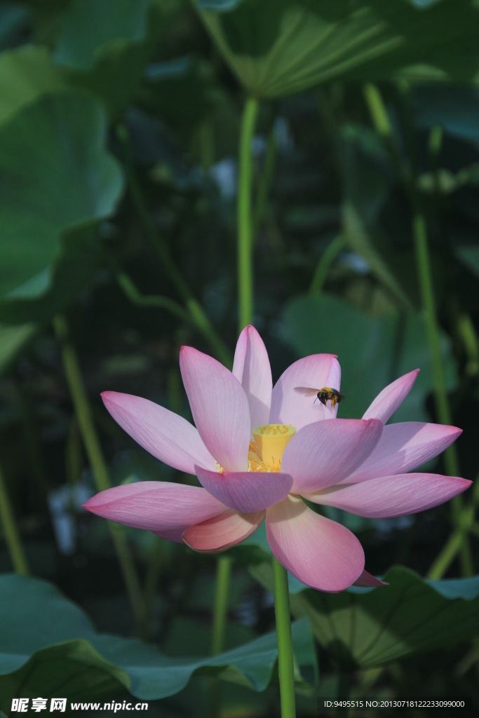 荷花