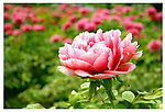 洛阳牡丹花