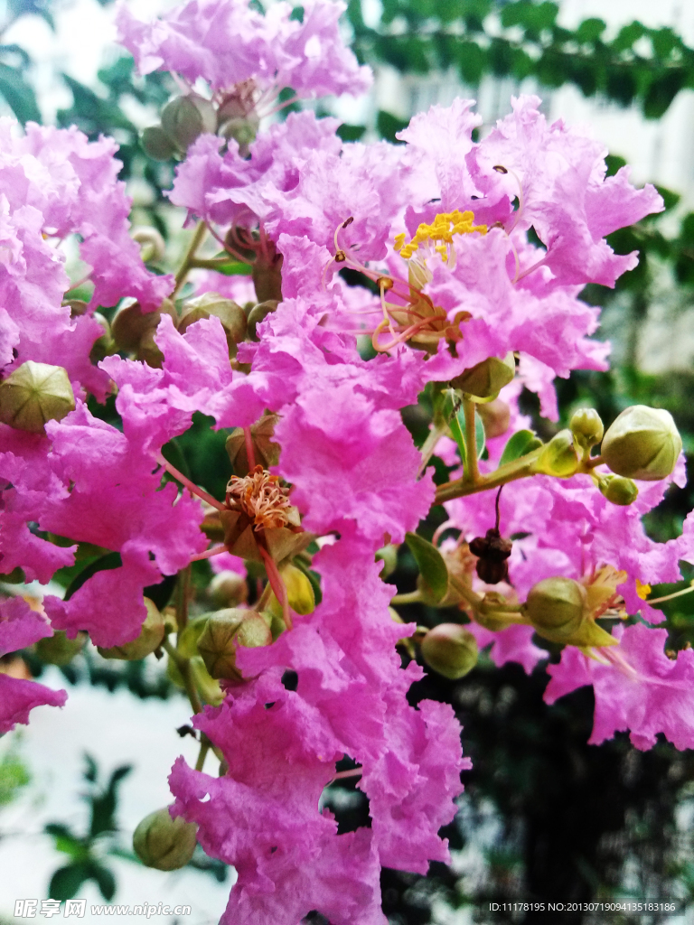 紫色花 紫色花朵